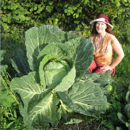 Vegan Bor *